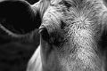 Portraits de vaches